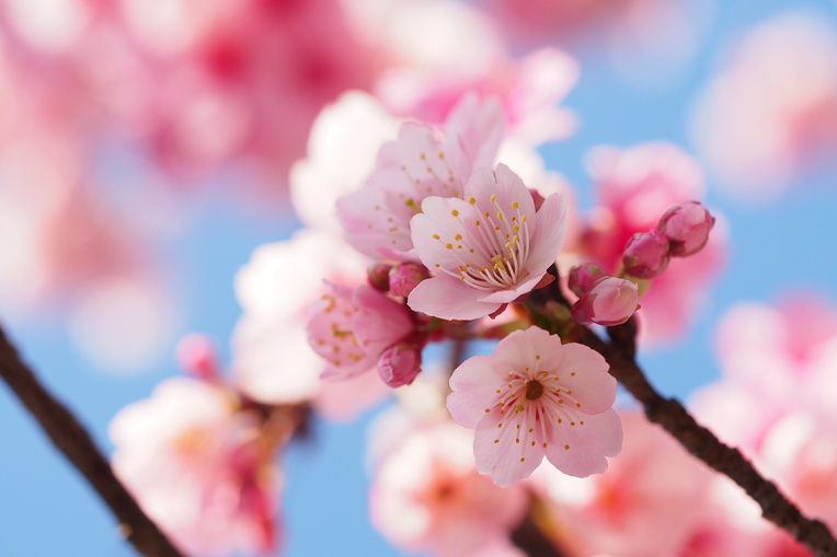 Blooming Cherry Blossoms